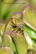 DSC_0095_Cimice.jpg