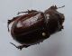 O nasicornis f 01.JPG