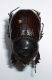 O nasicornis f 02.JPG