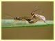 Braconidae - Anzio - 12.4.2012 (2).JPG