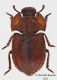 Machlospis-doderoi.jpg