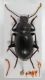 tenebrionidae Giglio1.JPG