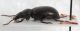 tenebrionidae Giglio2.JPG
