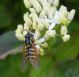 cfr Chrysotoxum vernale Corte Valle Re RE 05-05-12 047b.jpg