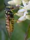 cfr Chrysotoxum vernale Corte Valle Re RE 05-05-12 049b.jpg