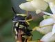 cfr Chrysotoxum vernale Corte Valle Re RE 05-05-12 049bb.jpg