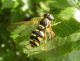 Chrysotoxum sp Sologno RE 21-05-11 146b.jpg