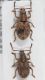 Pseudomeira prope rudis1.JPG