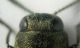 Agrilus1 testa.jpg