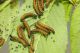 Larva di lepidottero.jpg