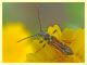 Stenopterus sp. - Anzio - 19.5.2011 (4).JPG