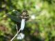 Libellula depressa.jpg