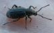 Simopsis.jpg