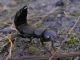 Ocypus tenebricosus.jpg