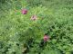 DSC01222.JPG