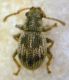 Argoptochus (Argoptochus) schwarzi (Reitter, 1888) - Curculionidae.JPG