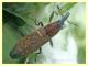 Lixus sp. - Anzio - 10.5.2011 (1).JPG