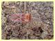 probabile Leptoglossum sp. - Anzio - 30.10.2011 (1).JPG