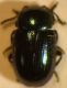 Copia di IMG_1340.JPG