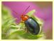 Chrysomelidae - Vermicino - 28.5.2011.JPG