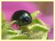 Chrysomelidae - Vermicino - 28.5.2011 (1).JPG