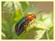 Chrysomelidae - Vermicino - 28.5.2011 (3).JPG