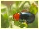 Chrysomelidae - Vermicino - 28.5.2011 (4).JPG
