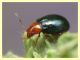 Chrysomelidae - Vermicino - 28.5.2011 (5).JPG
