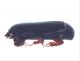 Histeridae.jpg
