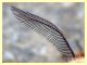 Endromis versicolora - male - Branik - Slovenia - 19.3.2012 (2).JPG