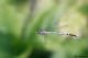 DSC_6554pbase.jpg