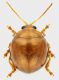 Spheroderma_Maccarese_31-V-2012_a_grey.jpg