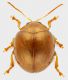 Spheroderma_Maccarese_31-V-2012_b_grey.jpg