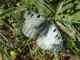 DSC01275.JPG