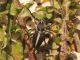 Dorcadion_CampoFelice_3-VI-2012.jpg