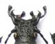 Procerus gigas-female.jpg