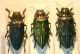 DSC_0493 bis.jpg