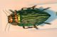 DSC_0481bis.jpg