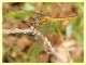 probabile Sympetrum sanguineum - Tor Caldara - 26.6.2011 (4).JPG