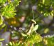 DSC_0867.JPG