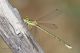 IMG_9100_Lestes_barbarus.jpg