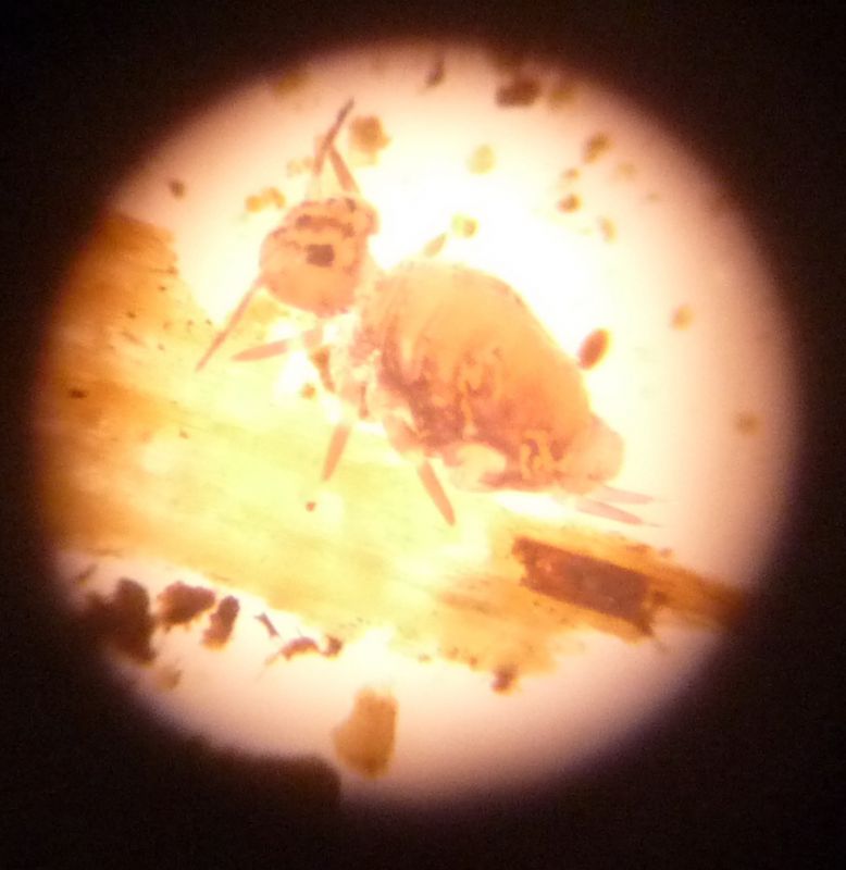 Sminthuridae.jpg