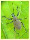 probabile Otiorhynchus sp. - Anzio - 4.5.2012 (1).JPG