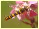 Syrphidae - Anzio - 4.5.2012.JPG