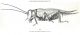 Brachytrupes megacephalus01 da Fischer.jpg
