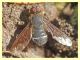 probabile Hemipenthes velutina - Anela - 12.8.2011 (2).JPG