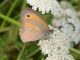 DSC_0377.jpg