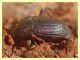 Tenebrionidae Anzio - 4.5.2012 (1).JPG