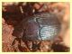 Tenebrionidae Anzio - 4.5.2012 (2).JPG