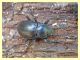 Tenebronidae - Anela - 12.8.2011.JPG